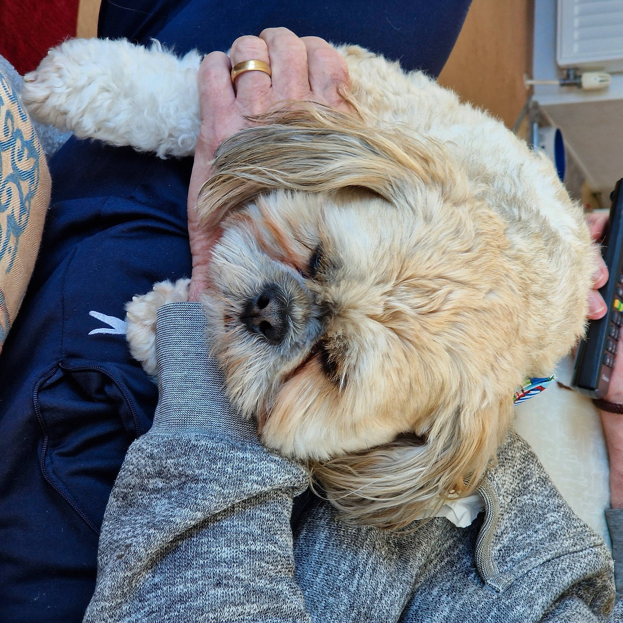 Teddy joined the competition — help win amazing prizes! canidae, carnivore, comfort, companion_dog, dog, dog_breed, ear, fawn, fur, liver, natural_material, shih_tzu, small_terrier, snout, sporting_group, terrier, toy_dog, whiskers, working_animal, wrinkle