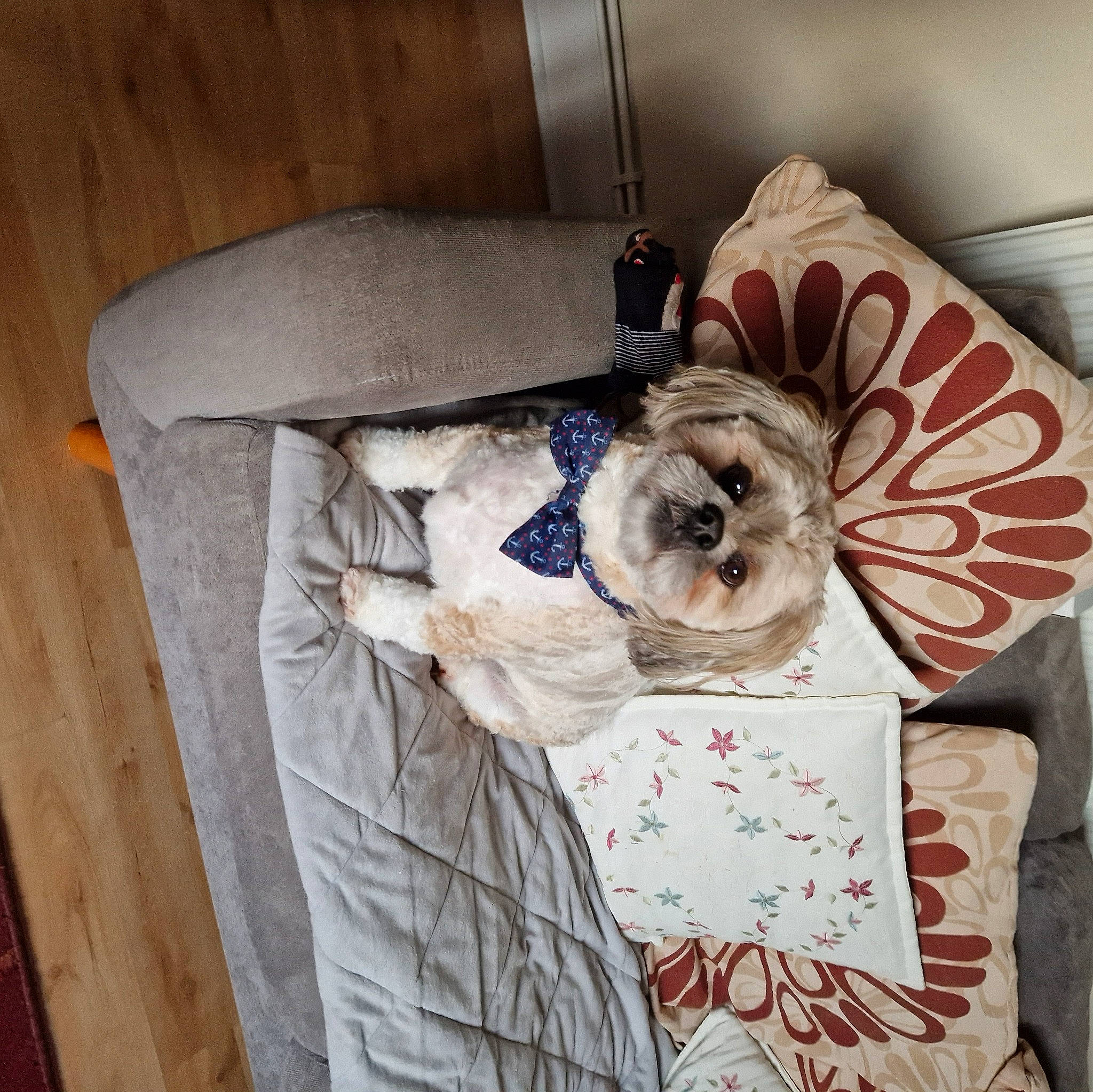 Teddyboy joined the competition — help win amazing prizes! art, bedding, comfort, companion_dog, dog, dog_breed, dog_supply, flag, flooring, hardwood, home_accessories, linens, pattern, rectangle, room, sleeve, sporting_group, visual_arts, wood