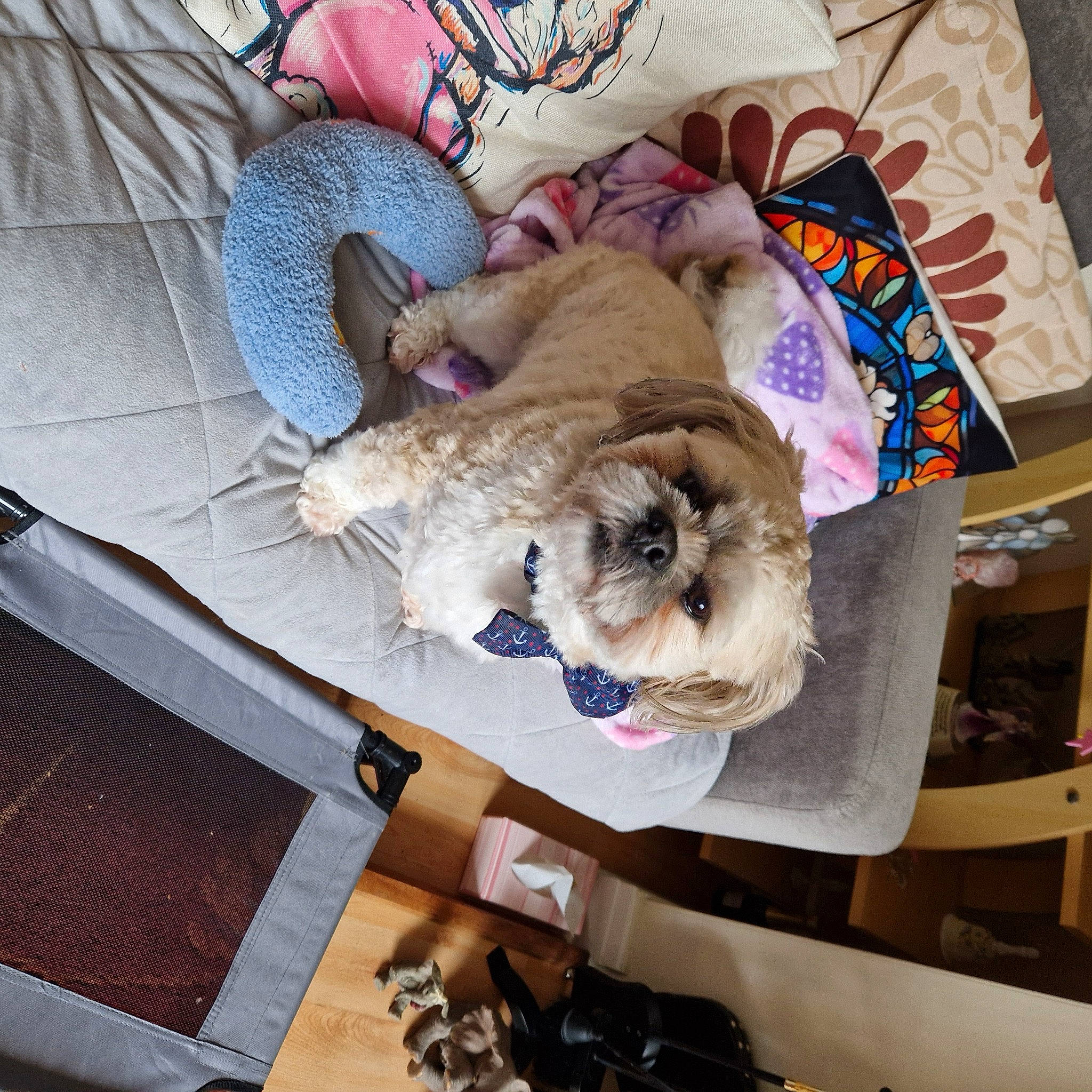 Teddyboy is registered to the contest to win money with this photo: canidae, carnivore, comfort, companion_dog, couch, dog_breed, fawn, felidae, fur, linens, plush, room, small_to_medium_sized_cats, sporting_group, stuffed_toy, textile, thread, toy, whiskers, wool