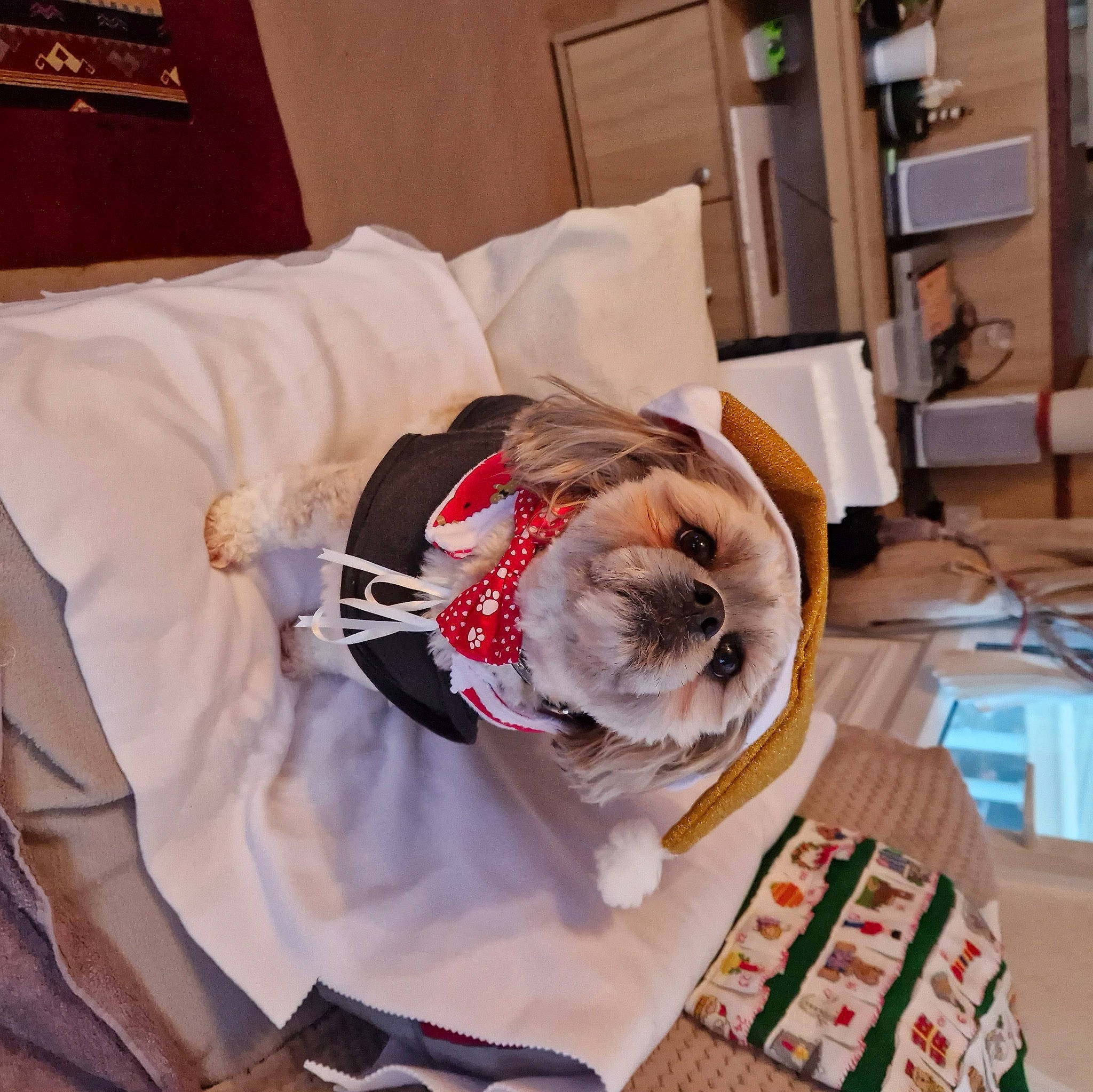 Teddyboy is registered to the contest to win money with this photo: canidae, carmine, carnivore, child, comfort, companion_dog, dog_breed, fawn, felidae, flooring, fur, hardwood, linens, room, shelf, shelving, small_to_medium_sized_cats, sporting_group, wood