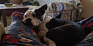 Faith joined the competition — help win amazing prizes! dog, indoor, living_room, couch, bean_bag_chair, plants, person, pajamas, animal, pet, resting, cozy, furniture, shelf, blanket, home, relaxation, black_and_white, floor, table