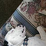 Faith joined the competition — help win amazing prizes! dog, sleeping, cushion, floral_pattern, white, black_spots, collar, pet, resting, indoor, close_up, canine, comfort, relaxation, fur, animal, home, nap, cozy, peaceful