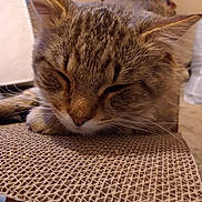 Ragnar joined the competition — help win amazing prizes! animal, brown, cardboard, cat, close_up, comfort, cozy, cute, face, feline, fur, indoor, paw, pet, relaxed, resting, scratch_pad, sleeping, tabby, whiskers