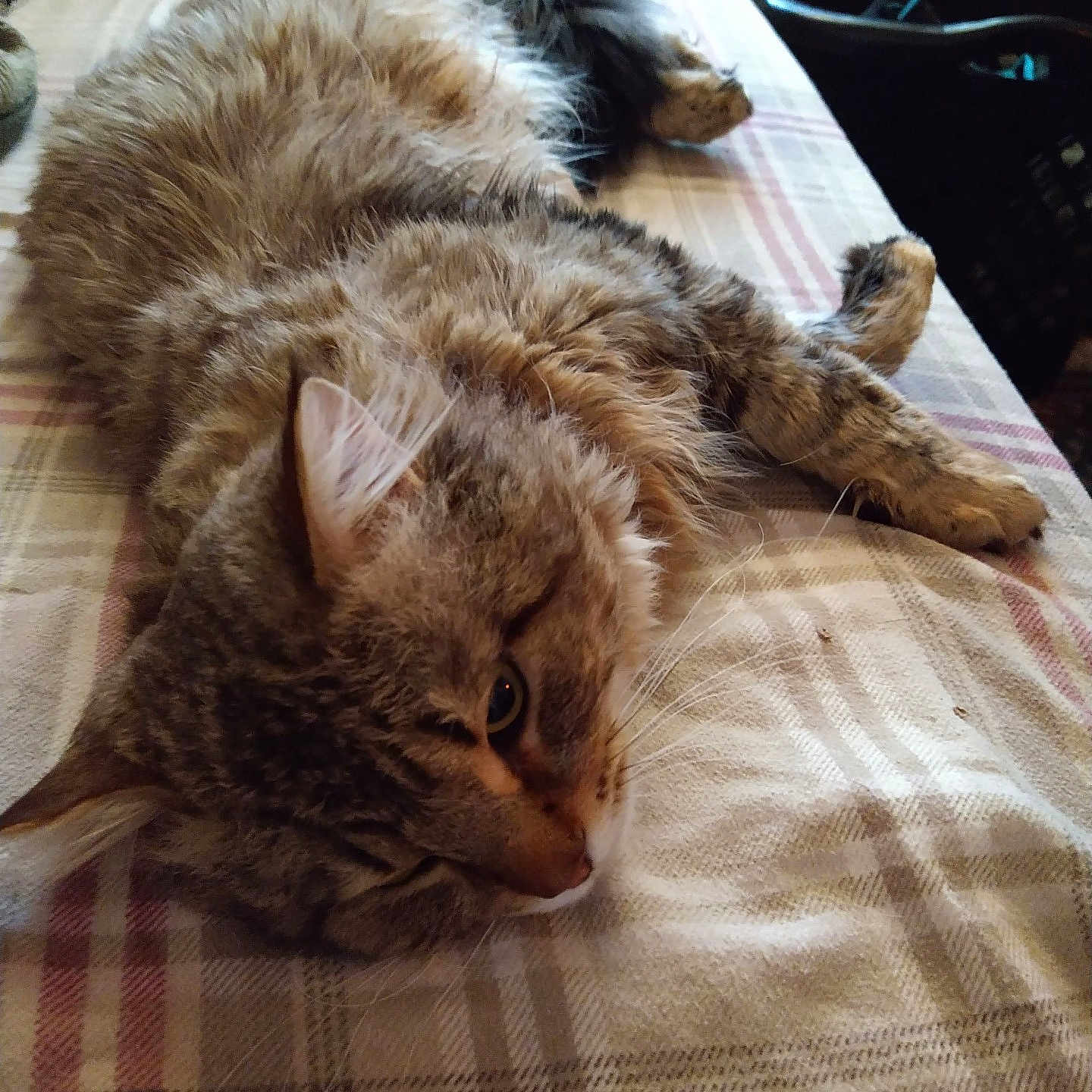 Ragnar joined the competition — help win amazing prizes! animal, bed, blanket, cat, cozy, cute, domestic, feline, fluffy, fur, indoor, lying_down, paw, pet, plaid, relaxed, resting, sleepy, tabby, whiskers