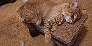Ragnar is registered to the contest to win money with this photo: animal, cardboard_scratch_pad, carpet, cat, cozy, cute, ears, feline, fluffy, fur, home, indoor, paw, pet, relaxed, resting, sleeping, tabby, toy, whiskers