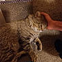 Ragnar is registered to the contest to win money with this photo: animal, carpet, casual, cat, comfort, cozy, feline, fur, hand, home, indoor, paw, person, pet, relaxing, resting, scratch_pad, scratching, striped, tabby