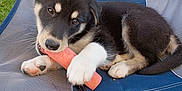 Hope is registered to the contest to win money with this photo: puppy, dog, chew_toy, folding_chair, blue_chair, gray_chair, grass, outdoor, pet, playful, young_dog, canine, fur, paw, leash, resting, cute, animal, summer, sunlight