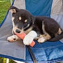 puppy, dog, chew_toy, folding_chair, blue_chair, gray_chair, grass, outdoor, pet, playful, young_dog, canine, fur, paw, leash, resting, cute, animal, summer, sunlight