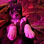 Hope is registered to the contest to win money with this photo: puppy, dog, sleeping, blanket, cozy, paw, fur, pet, cute, animal, indoors, resting, snuggle, warm, soft, closeup, relaxation, companion, comfort, pink_light