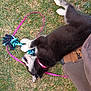 Hope is registered to the contest to win money with this photo: puppy, dog, grass, toy, rope_toy, playful, pink_collar, black_and_white, pet, animal, outdoor, person, boots, pants, leash, chewing, lying_down, nature, fun, companion