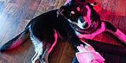 Hope is registered to the contest to win money with this photo: animal, black_and_white, collar, cozy, curious, cute, dog, dog_bed, ears, flooring, home, indoor, laying_down, pet, pet_accessory, puppy, toy, treat, wooden_floor, young_dog