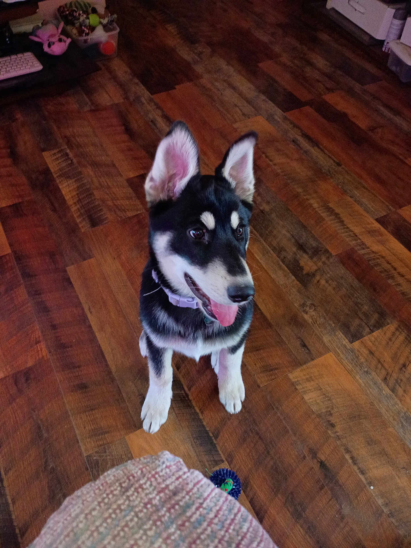 Hope is registered to the contest to win money with this photo: dog, puppy, indoor, wooden_floor, collar, toy, playful, ears, tongue_out, pet, animal, young, cute, looking_away, flooring, domestic, fur, black_and_white, happy, canine