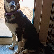 Hope joined the competition — help win amazing prizes! animal, black_and_white, calm, collar, companion, curious, daylight, dog, domestic, fur, glass_door, indoor, pet_tag, quiet, resting, shadow, side_view, sitting, tile_floor, window