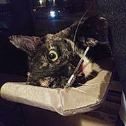 Ellie joined the competition — help win amazing prizes! animal, bite, cat, close_up, curious, dark, ear, eye, fabric, face, feline, indoor, night, pet, playing, string, tortoiseshell, whiskers, window, wire