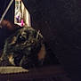 Ellie is registered to the contest to win money with this photo: animal, background, blurry, cat, closeup, curious, dark, domestic, ear, face, fan, feline, furniture, household, indoor, obscured, pet, resting, shadow, whiskers