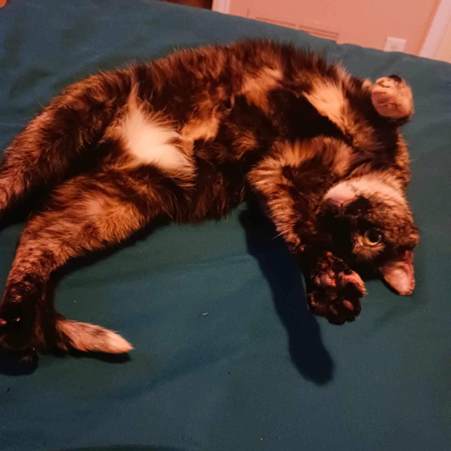 Ellie joined the competition — help win amazing prizes! animal, bed, blanket, cat, claws, cute, domestic, feline, fur, indoor, laying, mammal, paw, pet, relaxed, resting, sleeping, tabby, tortoiseshell, whiskers