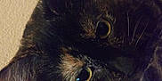 Ellie joined the competition — help win amazing prizes! animal, blanket, cat, close_up, cozy, curious, domestic_cat, ears, eyes, face, feline, indoor, looking, pet, portrait, resting, soft, texture, tortoiseshell, whiskers