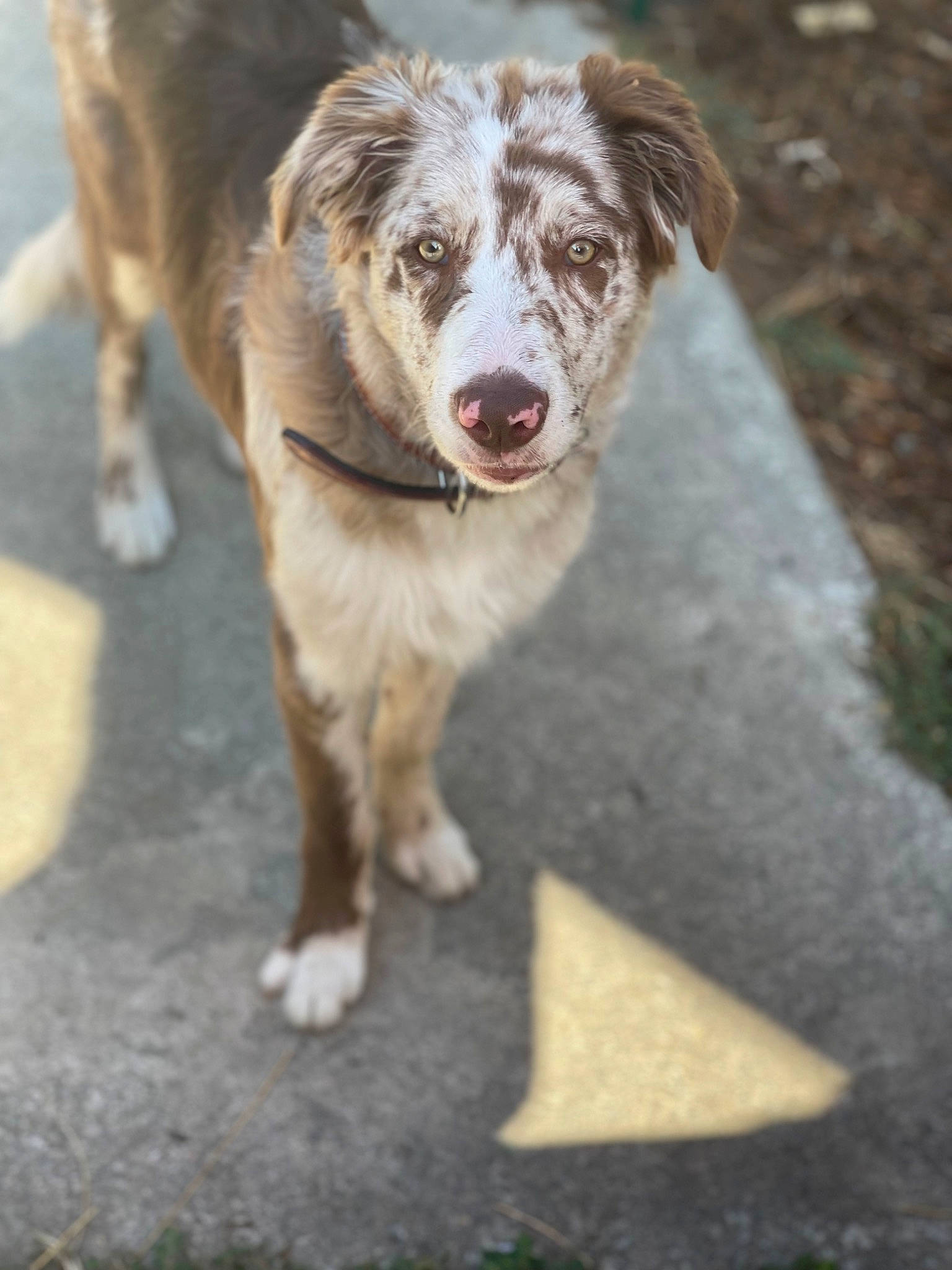 Ruby is registered to the contest to win money with this photo: border_collie, canidae, carnivore, companion_dog, dog, dog_breed, fur, road_surface, soil, sporting_group, terrestrial_animal, whiskers, window, working_animal, working_dog