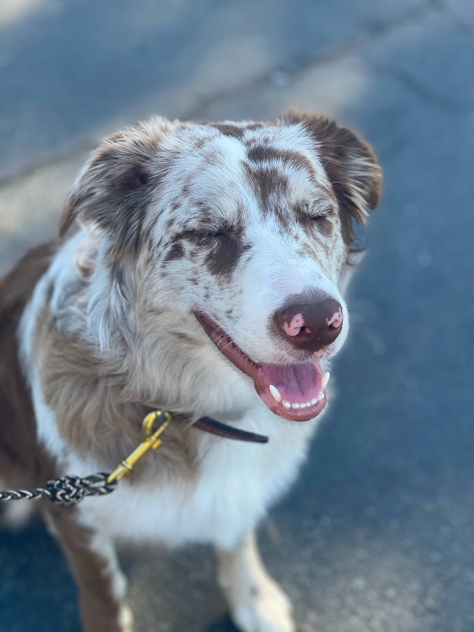 Ruby joined the competition — help win amazing prizes! ancient_dog_breeds, canidae, carnivore, companion_dog, dog, dog_breed, dog_collar, fang, fur, sporting_group, terrestrial_animal, whiskers, working_dog