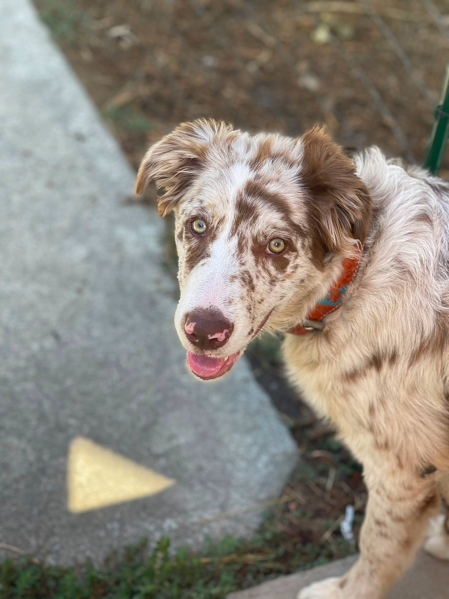 Ruby is registered to the contest to win money with this photo: australian_shepherd, border_collie, carnivore, companion_dog, dog, dog_breed, fang, fur, grass, herding_dog, plant, snout, sporting_group, terrestrial_animal, working_animal, working_dog