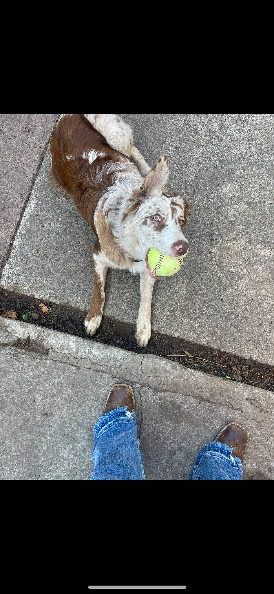 Ruby joined the competition — help win amazing prizes! asphalt, blue, carnivore, companion_dog, denim, dog, dog_breed, dog_collar, flooring, foot, fur, human_leg, leash, leg, road, road_surface, sidewalk, sneakers, white, working_animal