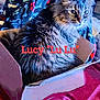 Lucy joined the competition — help win amazing prizes! abyssinian, angora, animal, bag, book, box, cardboard, carton, cat, couch, cushion, den, furniture, homedecor, indoors, kitten, manx, person, pet, publication