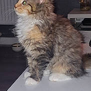 Masha a rejoint le concours — aidez-le/la à gagner de superbes lots ! animal, cat, curious, cute, domestic, ears, eyes, feline, fluffy, fur, furniture, home, indoor, mammal, pet, side_view, sitting, table, whiskers, white_paws