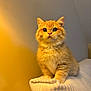kitten, cat, orange_cat, fluffy, pet, cute, animal, feline, young_cat, indoor, cozy, blanket, fur, whiskers, curious, sitting, portrait, soft_light, domestic_cat, close_up