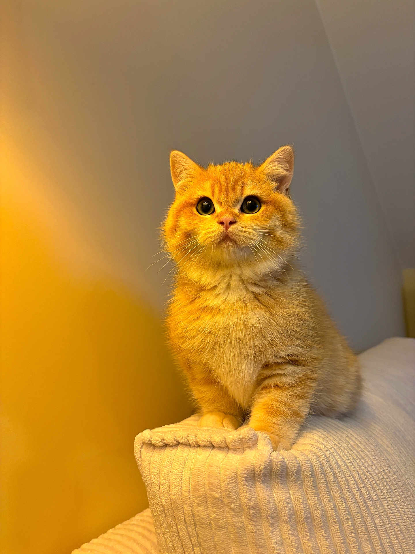 Woody participe au concours pour gagner de l'argent avec cette photo : kitten, cat, orange_cat, fluffy, pet, cute, animal, feline, young_cat, indoor, cozy, blanket, fur, whiskers, curious, sitting, portrait, soft_light, domestic_cat, close_up