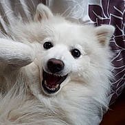 Naoko participe au concours pour gagner de l'argent avec cette photo : adorable, animal, bed, blanket, canine, closeup, companion, cute, dog, face, fluffy, friendly, fur, happy, indoor, lying_down, pet, playful, smiling, white