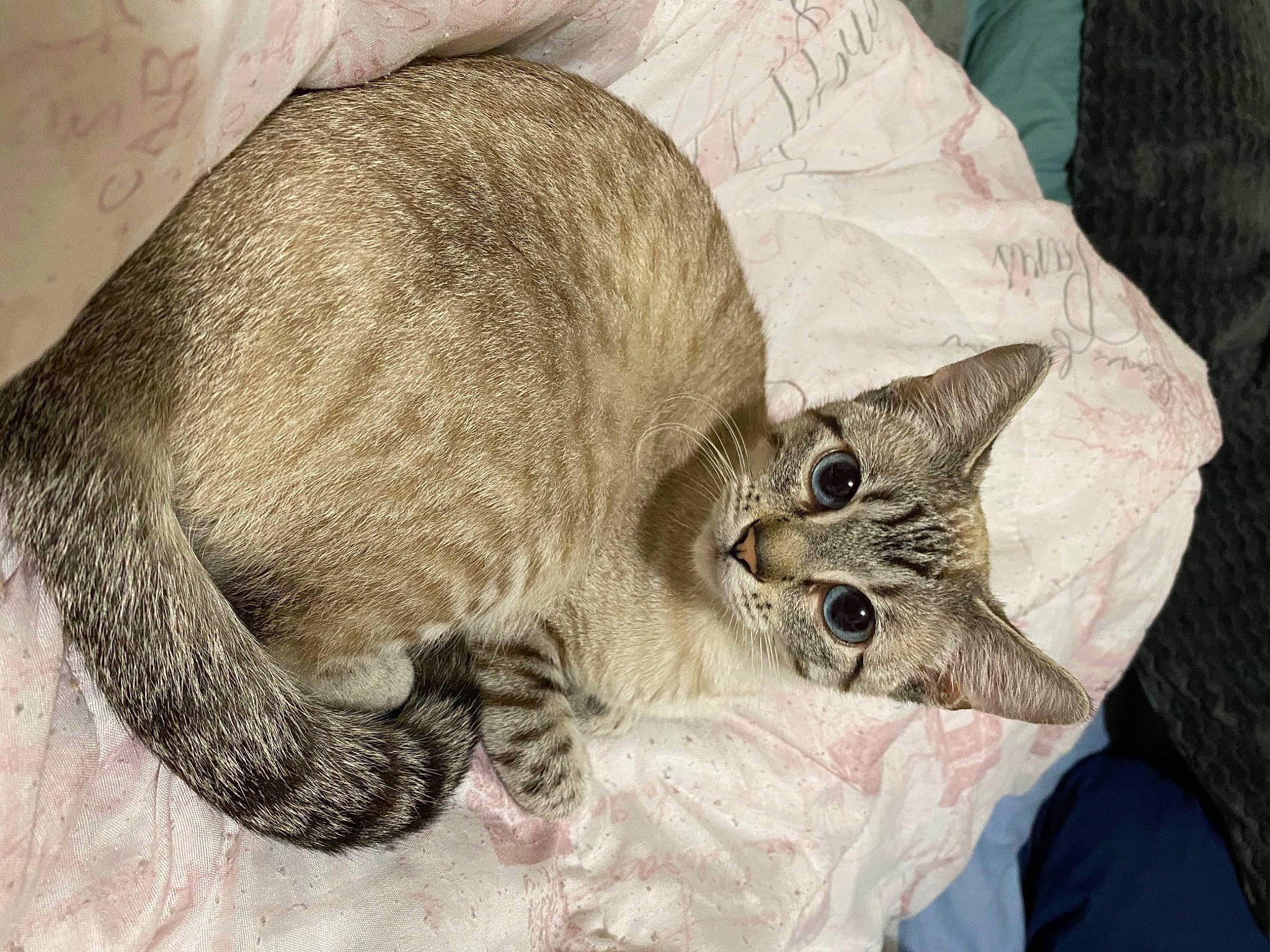 Ari joined the competition — help win amazing prizes! carnivore, cat, cat_bed, cat_supply, claw, comfort, domestic_short_haired_cat, fawn, felidae, fur, nap, sleep, small_to_medium_sized_cats, snout, tail, whiskers