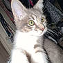 Milo is registered to the contest to win money with this photo: cat, gray_cat, white_cat, green_eyes, close_up, indoor, clothes, closet, whiskers, fur, pet, animal, curious, household, domestic_cat, feline, flash, overexposure, background, eyes