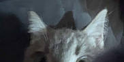 Milo is registered to the contest to win money with this photo: cat, close_up, blurry, ears, eyes, pet, animal, dark, shadow, curious, feline, whiskers, face, indoor, mystery, soft_focus, looking, nose, fur, quiet