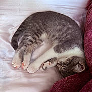Milo is registered to the contest to win money with this photo: kitten, cat, sleeping, bed, blanket, white_bedspread, gray_fur, white_paws, indoor, cozy, pet, animal, resting, cute, fur, domestic_cat, relaxing, soft_texture, nap, paw
