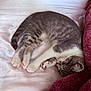 animal, bed, blanket, cat, cozy, cute, domestic_cat, fur, gray_fur, indoor, kitten, nap, paw, pet, relaxing, resting, sleeping, soft_texture, white_bedspread, white_paws