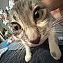 Milo is registered to the contest to win money with this photo: cat, close_up, whiskers, green_eyes, pet, indoor, bed, person, hand, fur, curious, animal, cute, blurred_background, domestic, feline, gray_stripes, soft, nose, portrait