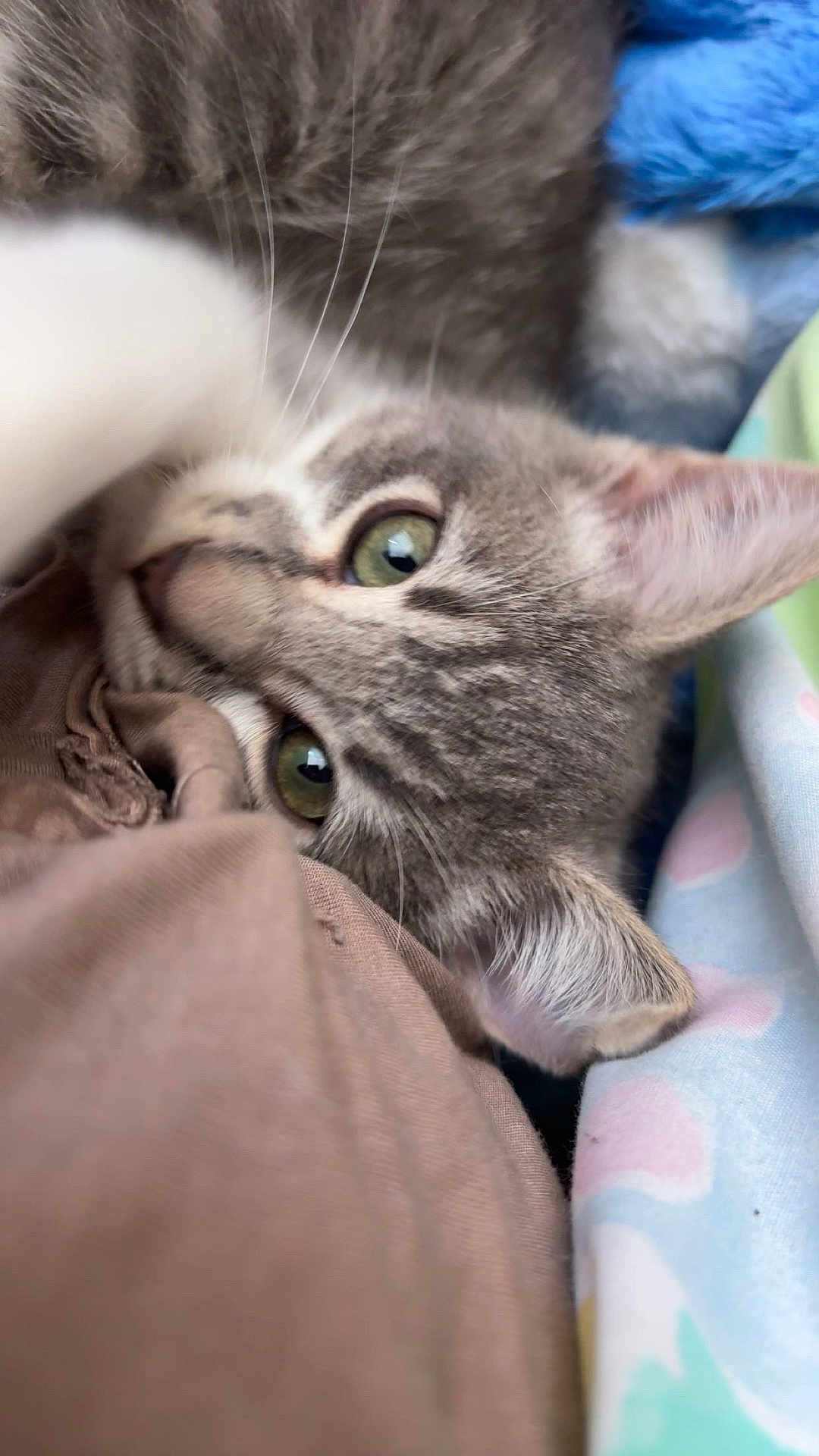 Milo