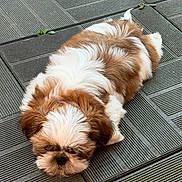 Baïko a rejoint le concours — aidez-le/la à gagner de superbes lots ! puppy, dog, sleeping, brown_and_white, fluffy, outdoor, tiles, resting, cute, small_dog, pet, fur, adorable, animal, companion, relaxing, laying_down, young_dog, domestic_animal, quiet