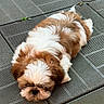 puppy, dog, sleeping, brown_and_white, fluffy, outdoor, tiles, resting, cute, small_dog, pet, fur, adorable, animal, companion, relaxing, laying_down, young_dog, domestic_animal, quiet