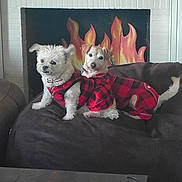 Rodney Hoggro joined the competition — help win amazing prizes! dog, dogs, small_breed, plaid_outfit, red_black_plaid, pet_clothing, couch, sofa, living_room, fireplace, fake_fire, pair, sitting, portrait, looking_at_camera, collar, tail, furniture, cozy, indoor