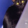 cat, black_cat, animal, pet, indoor, curious, peeking, glowing_eyes, corner, blue_object, gray_object, feline, fur, whiskers, small, floor, shadow, mysterious, closeup, hidden
