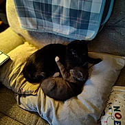 Bean is registered to the contest to win money with this photo: cat, black_cat, gray_cat, couch, pillow, blanket, indoor, pets, snuggling, cozy, home, animal, fur, cute, resting, domestic, feline, companion, comfort, warm_lighting