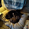 cat, black_cat, gray_cat, couch, pillow, blanket, indoor, pets, snuggling, cozy, home, animal, fur, cute, resting, domestic, feline, companion, comfort, warm_lighting