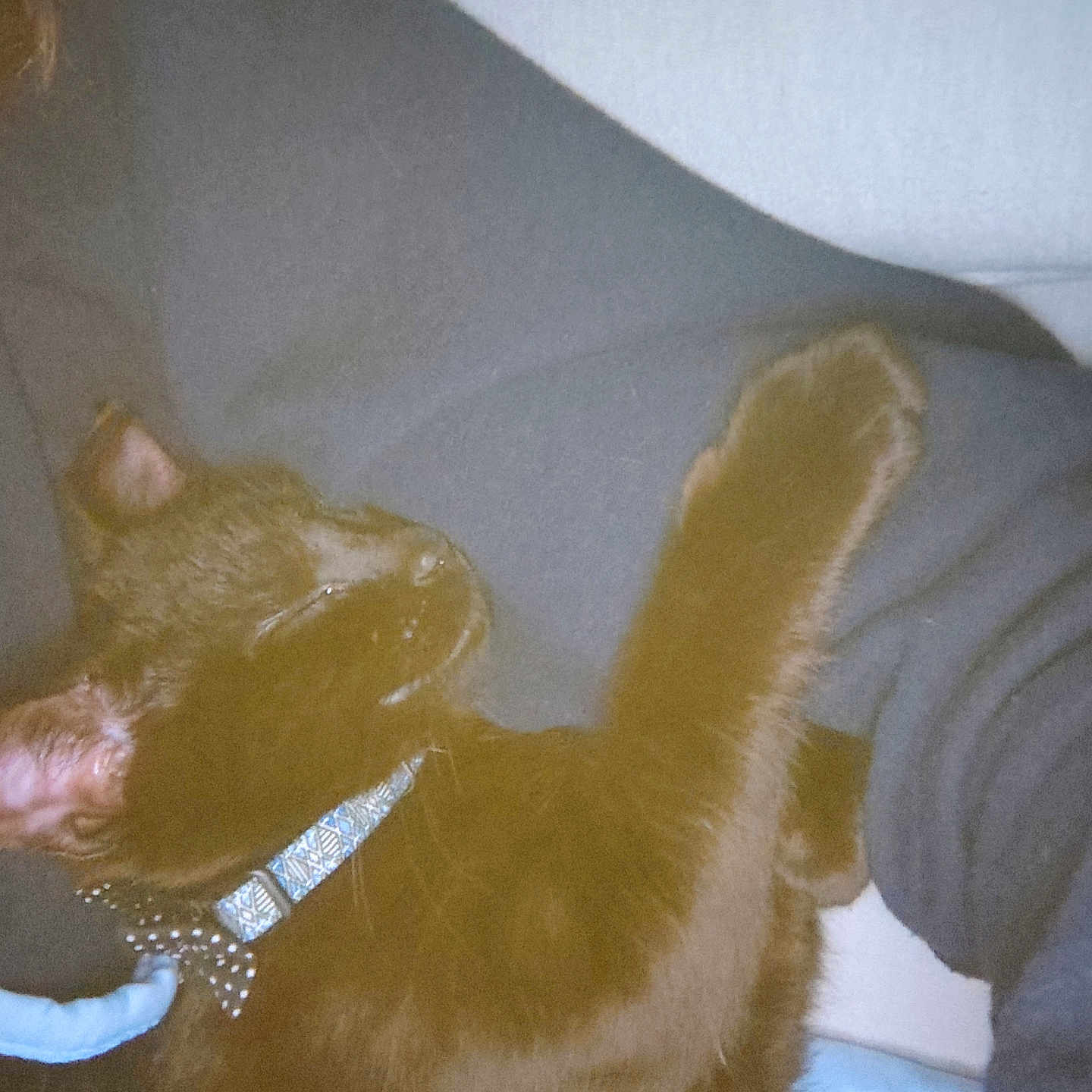 Bean is registered to the contest to win money with this photo: black_cat, cat, pet, collar, feline, indoor, sleeping, cozy, stretching, paw, animal, fur, cute, relaxed, companion, mammal, whiskers, ears, domestic, closeup