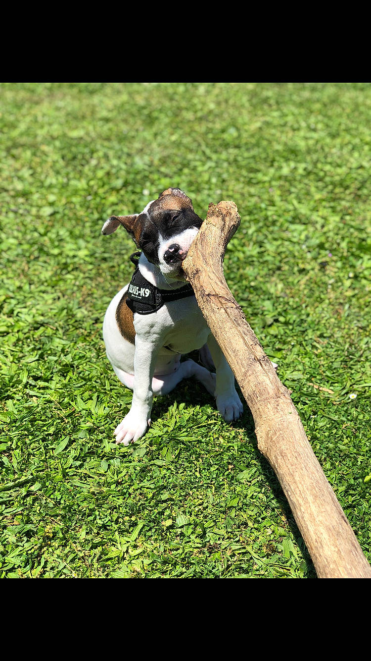 Kiera participe au concours pour gagner de l'argent avec cette photo : canidae, carnivore, companion_dog, dog, dog_breed, dog_collar, fawn, grass, grassland, groundcover, lawn, pasture, plant, sporting_group, tail, terrestrial_animal, terrier, toy_dog, working_animal, working_dog
