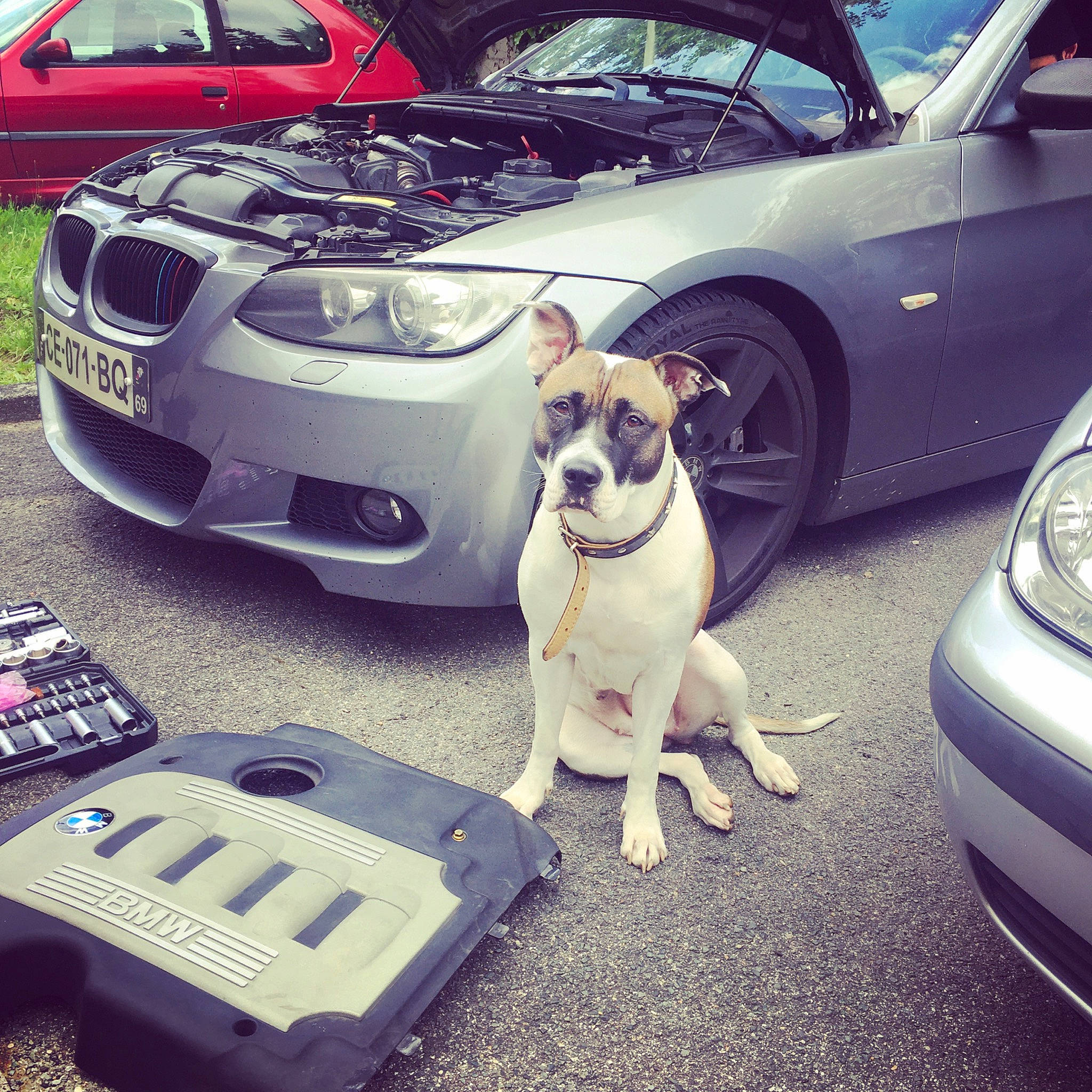 Kiera participe au concours pour gagner de l'argent avec cette photo : alloy_wheel, automotive_design, automotive_exterior, automotive_lighting, automotive_tire, bumper, car, carnivore, cool, dog, hood, light, motor_vehicle, parking, photograph, tire, vehicle, vehicle_door, wheel, white