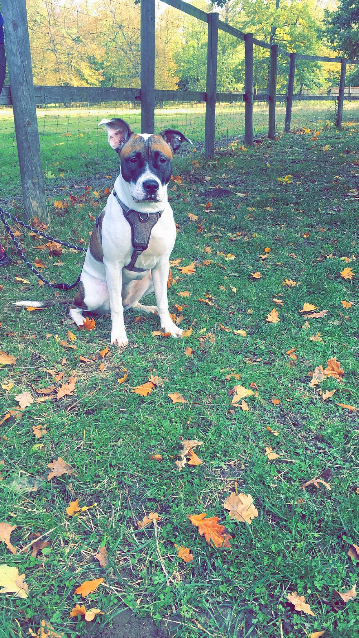 Kiera participe au concours pour gagner de l'argent avec cette photo : art, carmine, carnivore, companion_dog, deciduous, dog, dog_breed, fawn, grass, groundcover, leaf, people_in_nature, plant, shrub, sporting_group, tail, terrier, toy_dog, tree, working_animal