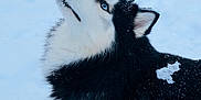 Aïcko participe au concours pour gagner de l'argent avec cette photo : dog, siberian_husky, blue_eyes, black_and_white_fur, snow, winter, outdoor, animal, canine, pet, fur, cold, nature, muzzle, ear, whiskers, portrait, looking_up, fluffy, frost