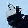 dog, siberian_husky, blue_eyes, black_and_white_fur, snow, winter, outdoor, animal, canine, pet, fur, cold, nature, muzzle, ear, whiskers, portrait, looking_up, fluffy, frost