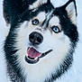 dog, husky, blue_eyes, snow, fur, canine, pet, animal, close_up, portrait, happy, playful, outdoor, winter, black_and_white, tongue, teeth, ears, smiling, snowflakes